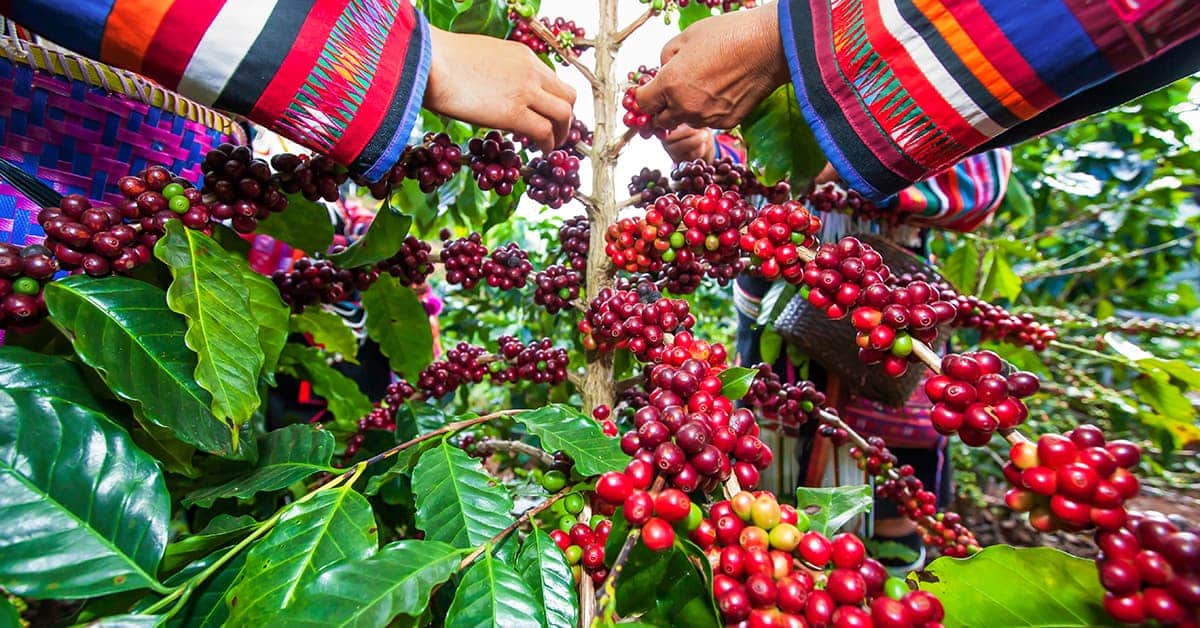 que es el cafe de especialidad