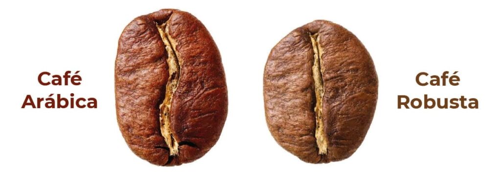 Diferencias entre el café en grano arábica y robusta