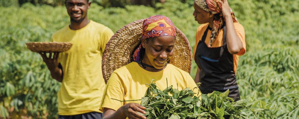 café africano agricultores de áfrica cafés el criollo