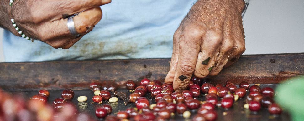 café africano granos sin tostar cafés el criollo