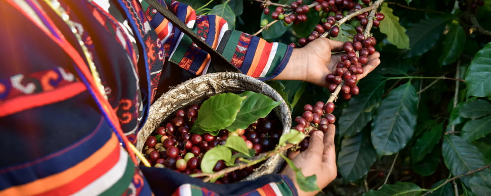 cafe de especialidad de mexico cafe de especialidad cafe especialidad cafes de especialidad cafeteria de especialidad café especialidad cafe brasil café brasil cafe costa rica cafe de brasil cafe de etiopia cafe de honduras cafe de costa rica que es el cafe de especialidad productos de especialidad especialidad cafe el mejor cafe de honduras cafe de etiopia comprar cafe originario de etiopia cafe de mexico café de méxico marcas el mejor cafe de mexico mejor cafe de mexico productores de cafe mexico productores de cafe en mexico cafe de especialidad colombia cafes especiales de colombia cafe arabica costa rica cafe de costa rica el mejor del mundo cafe de costa rica en españa cultivo de cafe en honduras fincas de cafe en honduras cafes de honduras cual es el mejor cafe de honduras variedades de cafe etiopia caracteristicas del cafe de etiopia café de kenya
